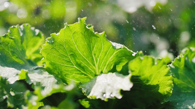 雨中的绿莴苣视频素材
