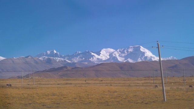 慢镜头:电线穿过青藏高原广阔的绿色平原视频素材