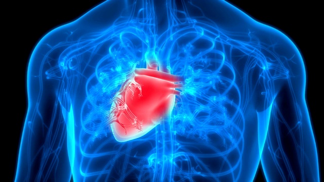 人体循环系统心脏解剖视频素材