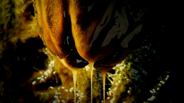 黏糊糊的异卵荚滴在巢里视频下载