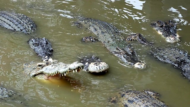 许多大鳄鱼漂浮在水面上。在白天找食物吃视频下载