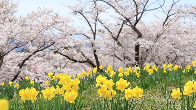 黄色的水仙花盛开的樱花和樱花树的背景。美丽的风景自然的春天在日本。视频下载