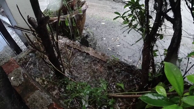 雨从屋顶落在树上视频素材