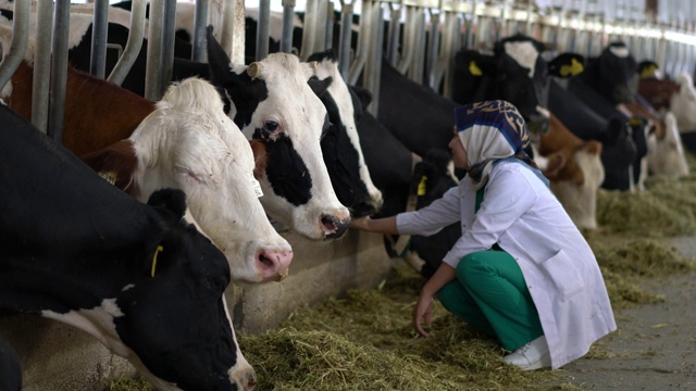 兽医妇女检查母牛进入谷仓视频下载