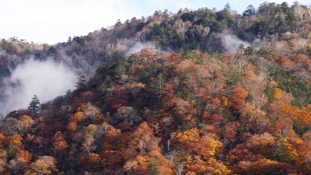 在自然景观中，雾沿着山上的秋树移动视频下载