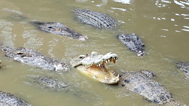 许多大鳄鱼漂浮在水面上。在白天的视频图片中寻找食物视频下载
