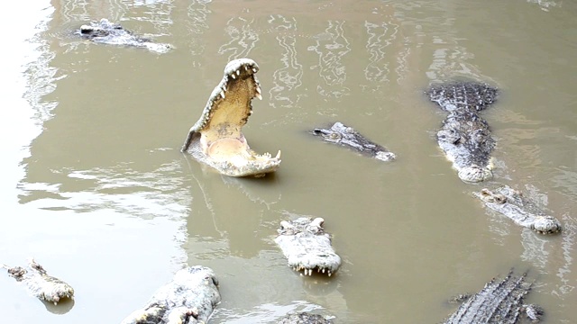 许多大鳄鱼漂浮在水面上。在白天的视频图片中寻找食物视频下载