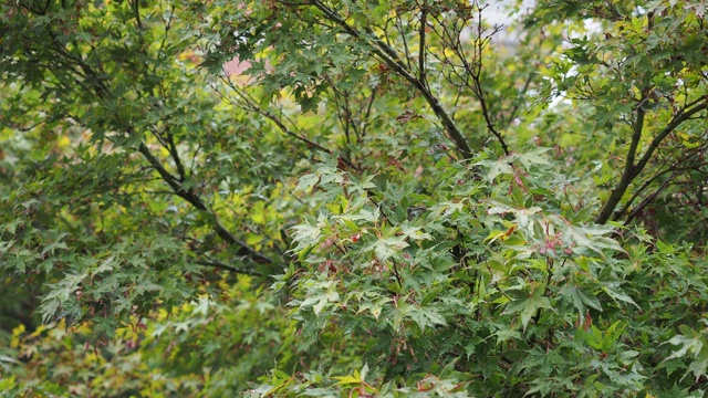 雨滴落在树叶上作背景视频素材