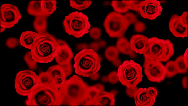 红玫瑰。视频素材