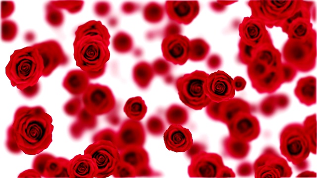 红玫瑰。视频素材