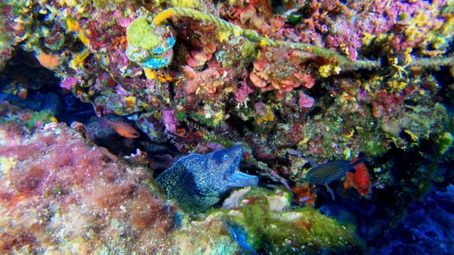 野生动物-在珊瑚礁里张开嘴的海鳗视频素材