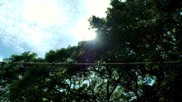 阳光穿过树枝和绿叶视频素材
