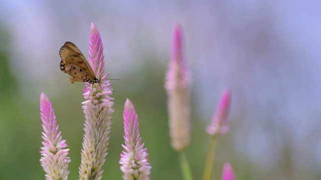 蝴蝶飞行的慢动作在天然的花和绿色的背景视频素材