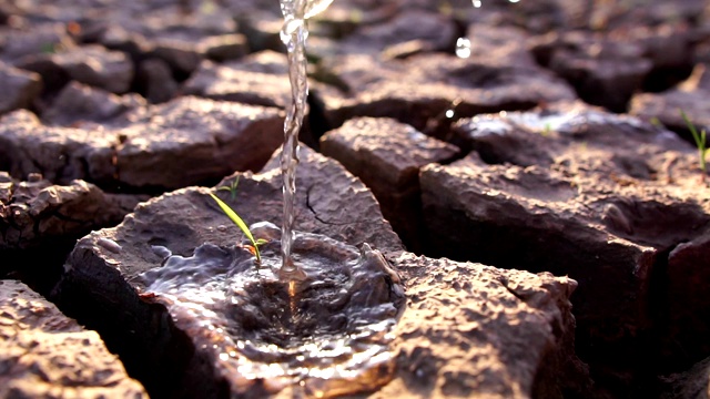 用我们的双手把贫瘠的土地上的水减少成小树视频素材