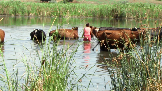 女主人把她的棕色奶牛从河里赶了出来，这条河是在炎热的夏天的中午从河里救出来的视频素材