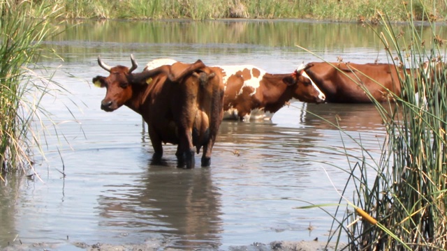 一群带着白色斑点和黑色斑点的棕色奶牛在凉爽的河水中躲避夏天的炎热视频素材