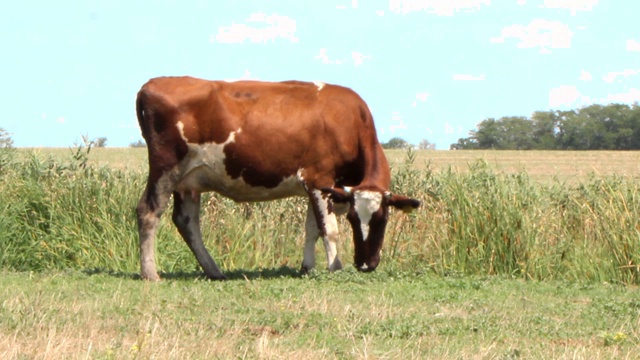 在一个阳光明媚的炎热日子里，一群漂亮的棕色奶牛带着白色斑点在草地上吃草视频素材