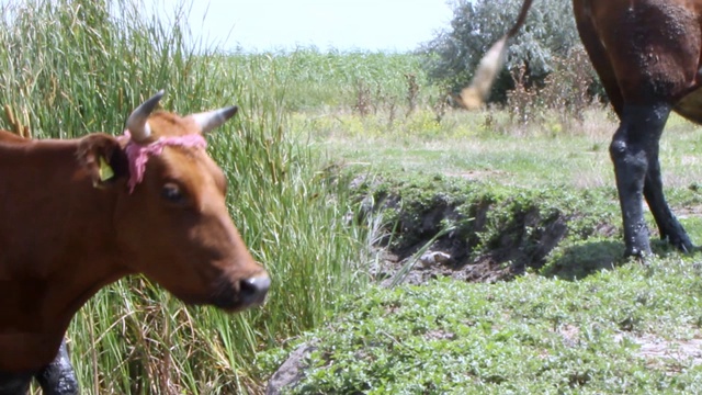 在一个阳光明媚的炎热日子里，一群漂亮的棕色奶牛带着白色斑点在草地上吃草视频素材