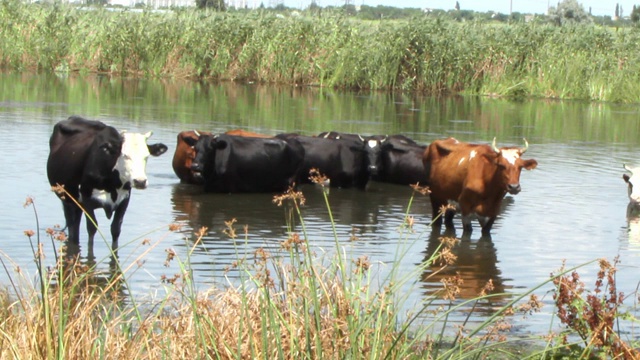 一群带着白色斑点和黑色斑点的棕色奶牛在凉爽的河水中躲避夏天的炎热视频素材