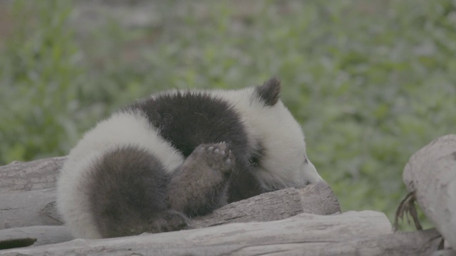 熊猫躺在原木上，熊猫中心，卧龙区，中国视频素材