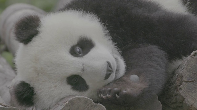 中国卧龙区熊猫中心打盹的熊猫视频素材