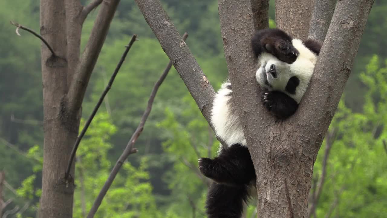 中国卧龙区熊猫中心，熊猫在树上打盹视频素材