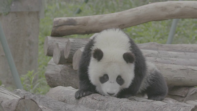 原木上的熊猫，熊猫中心，卧龙区，中国视频素材