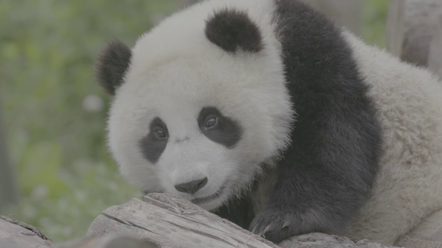 原木上的熊猫，熊猫中心，卧龙区，中国视频素材