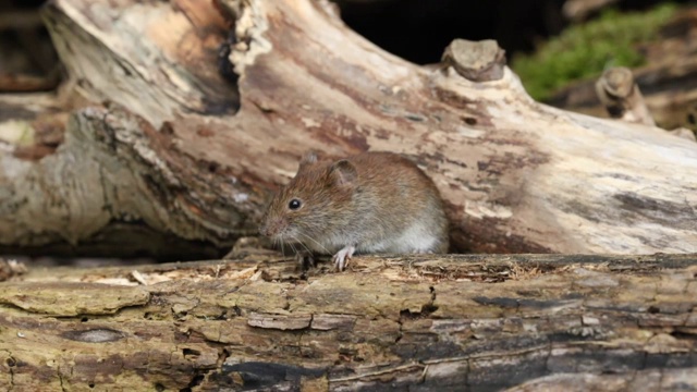一只可爱的野生河岸田鼠，Myodes glareolus在英国森林的一个原木堆中寻找食物。视频下载