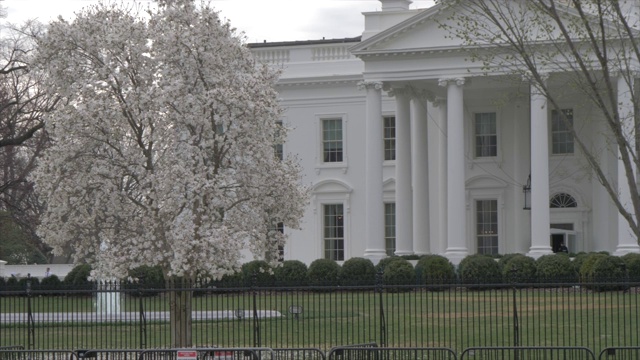 白宫和樱花盛开，华盛顿特区，美国，北美视频素材