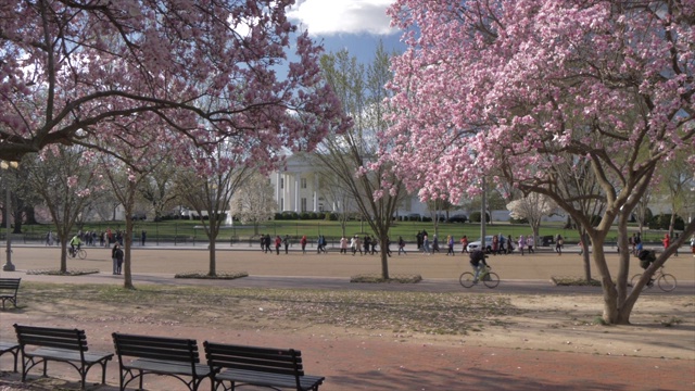 从白宫的拉斐特广场和樱花，华盛顿特区，美国，北美视频素材