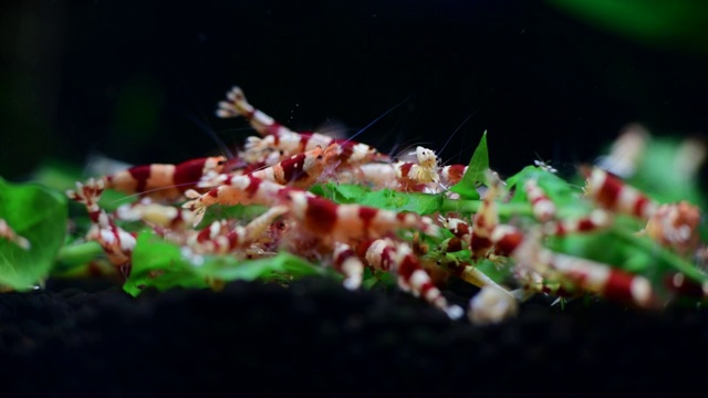 水晶红蜜蜂虾喂养水族馆台湾蜜蜂爱好4k视频下载