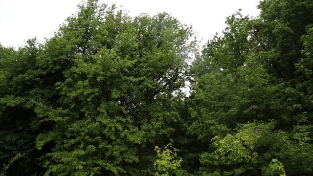一般视图/树的名字Sigla Agaci。它生长在爱琴海地区穆格拉省的费特耶区附近。这棵树在科学界被称为东方枫香。
Mugla /土耳其11/04/2015视频素材