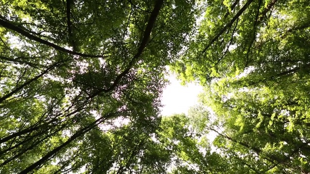 这棵树的名字叫Sigla Agaci。它生长在爱琴海地区穆格拉省的费特耶区附近。这棵树在科学界被称为东方枫香。详细信息视图。
Mugla /土耳其11/04/2015视频素材