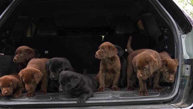 棕黑拉布拉多寻回犬，后备箱里的小狗，法国诺曼底，4K慢镜头视频下载