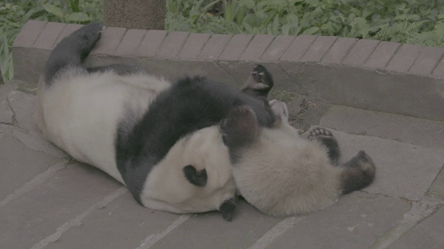 卧龙区熊猫中心的熊猫宝宝和它的妈妈视频下载