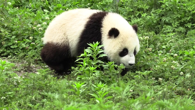 卧龙区熊猫中心的熊猫在草地上行走视频素材