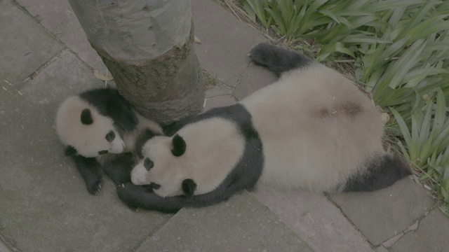卧龙区熊猫中心的熊猫宝宝和它的妈妈视频下载