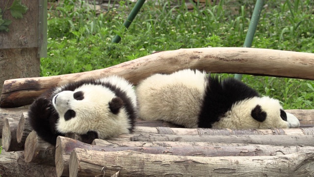 卧龙区熊猫中心，大熊猫在原木上的简陋住所视频素材