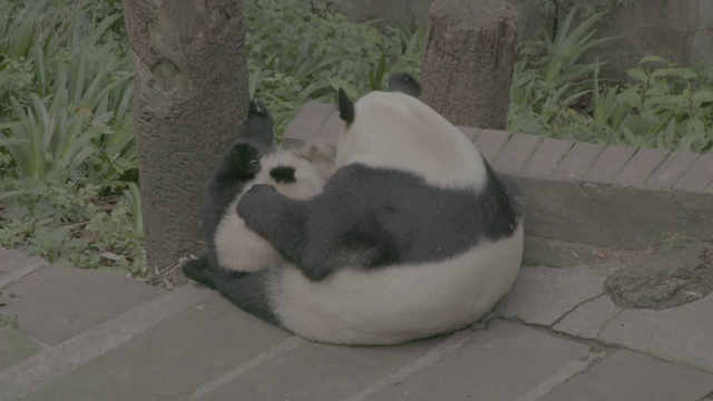 卧龙区熊猫中心的熊猫宝宝和它的妈妈视频素材