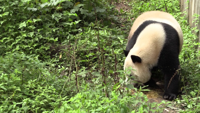 卧龙区大熊猫中心的大熊猫观视频下载