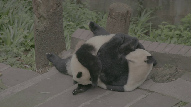 卧龙区熊猫中心的熊猫宝宝和它的妈妈视频素材