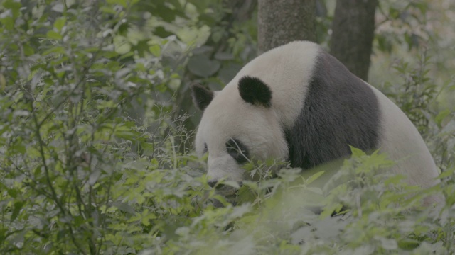卧龙区大熊猫中心的大熊猫观视频素材