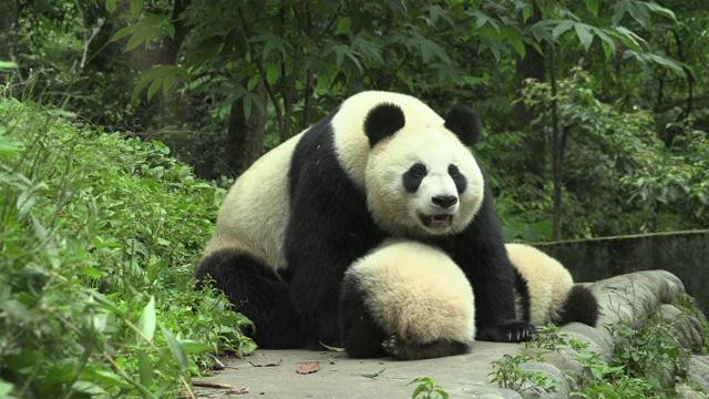 卧龙区熊猫中心的熊猫宝宝和熊猫妈妈视频下载