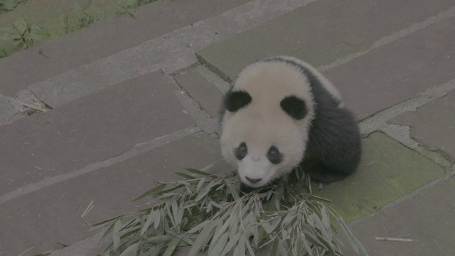 卧龙区熊猫中心，熊猫躺在地上吃竹子视频下载