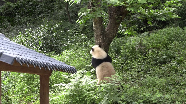 大熊猫跑进森林，熊猫中心，卧龙区视频素材