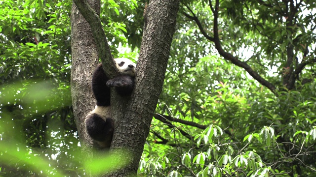 树上的熊猫，卧龙区熊猫中心视频素材
