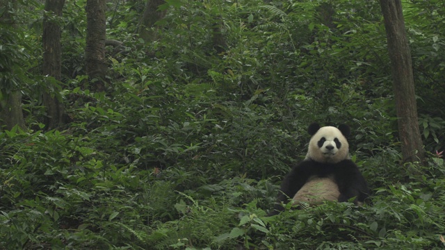 大熊猫坐在森林里，熊猫中心，卧龙区视频素材