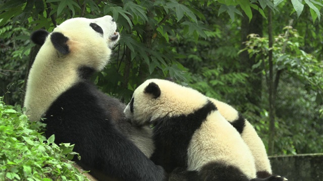 卧龙区熊猫中心，熊猫宝宝在妈妈的乳房里视频素材