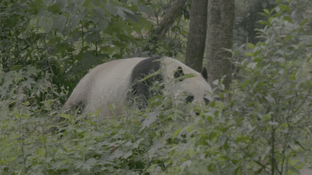 大熊猫在卧龙区大熊猫中心散步视频素材